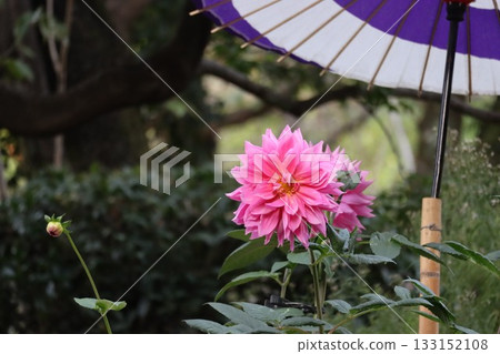 The dahlias are blooming beautifully. The dahlias are blooming beautifully. 133152108