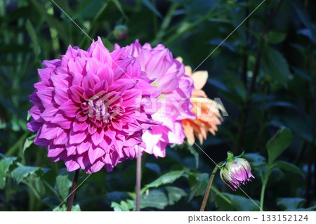 The dahlias are blooming beautifully. 133152124