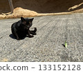 Praying mantis fighting a cat 133152128