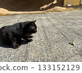 A cat curiously looks at a threatening praying mantis 133152129