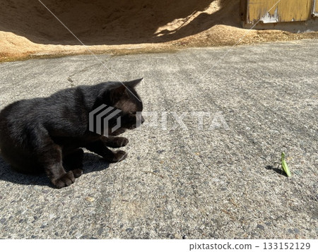A cat curiously looks at a threatening praying mantis A cat curiously looks at a threatening praying mantis 133152129