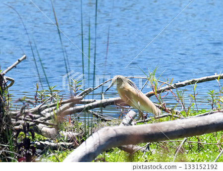 Squacco heron (lat.- Ardeola ralloides) on a pond in the park in Tel Aviv 133152192