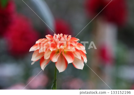 The dahlias are blooming beautifully. The dahlias are blooming beautifully. 133152196