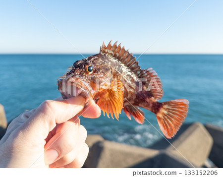 新鮮捕獲的石斑魚 133152206