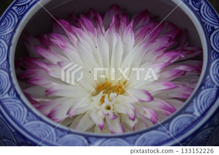 The dahlias are blooming beautifully. The dahlias are blooming beautifully. 133152226