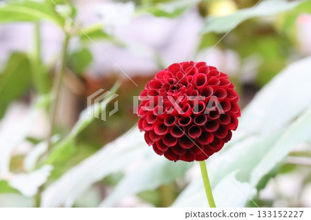 The dahlias are blooming beautifully. 133152227