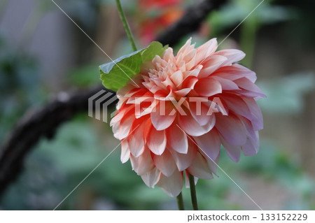 The dahlias are blooming beautifully. The dahlias are blooming beautifully. 133152229