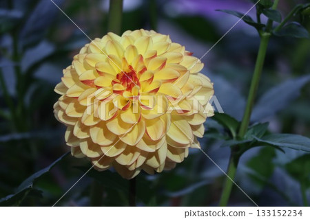 The dahlias are blooming beautifully. 133152234