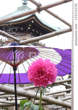 大麗花開得真美。 133152238