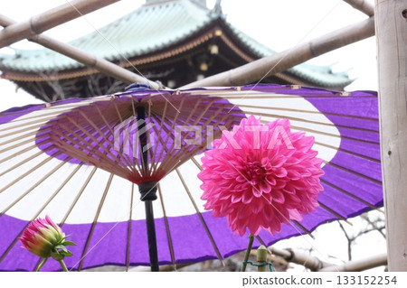 The dahlias are blooming beautifully. The dahlias are blooming beautifully. 133152254