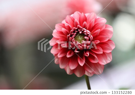 The dahlias are blooming beautifully. The dahlias are blooming beautifully. 133152280