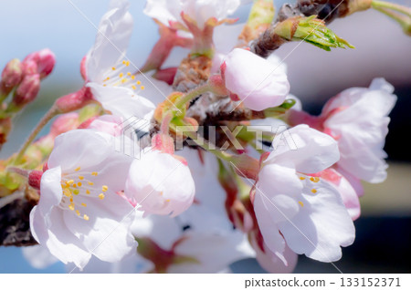 櫻花盛開 櫻花盛開 133152371