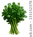 西洋菜 133152376