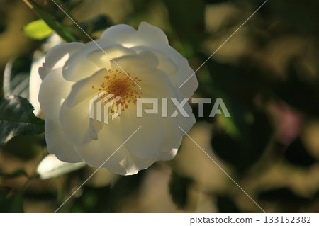 White camellia A single camellia 133152382
