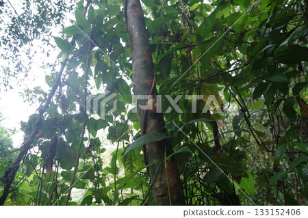 斯里蘭卡 - 辛哈拉賈森林保護區，世界遺產地 133152406