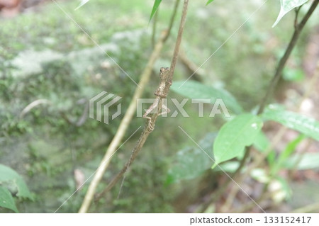 Reptiles of the Sinharaja Forest Reserve, a World Heritage Site in Sri Lanka Reptiles of the Sinharaja Forest Reserve, a World Heritage Site in Sri Lanka 133152417
