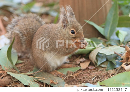 Nihonrisu,滿是泥土,從土壤中挖出的咬核桃 Nihonrisu,滿是泥土,從土壤中挖出的咬核桃 133152547