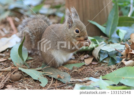 A Japanese squirrel full of mud that bites walnuts dug out of the soil A Japanese squirrel full of mud that bites walnuts dug out of the soil 133152548