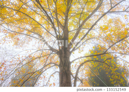 鬱金香樹與晨霧 [池田町，北安津郡] 133152549