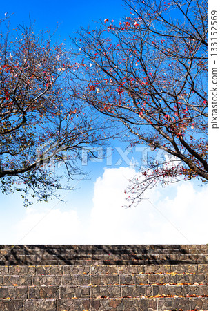 秋日景色，藍天白雲，櫻花凋零，階梯蜿蜒。 133152569