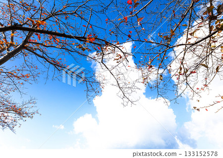 Autumn scenery with blue sky and fallen cherry trees 133152578