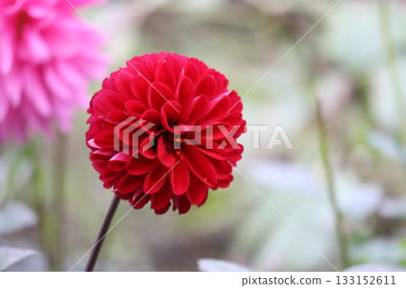 The dahlias are blooming beautifully. 133152611