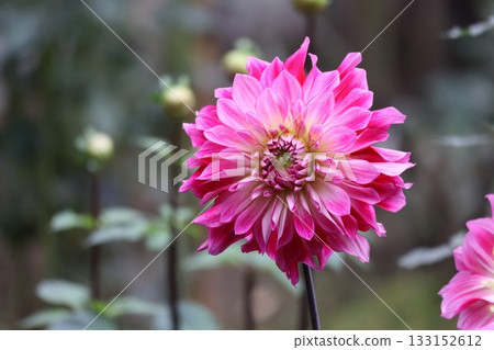 The dahlias are blooming beautifully. The dahlias are blooming beautifully. 133152612