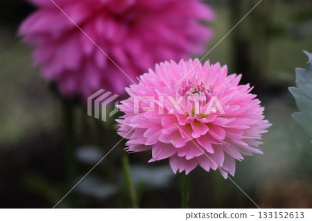 The dahlias are blooming beautifully. 133152613