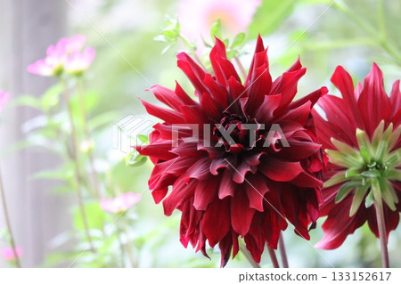 The dahlias are blooming beautifully. 133152617