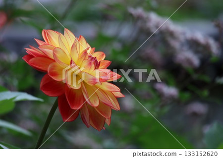 The dahlias are blooming beautifully. 133152620