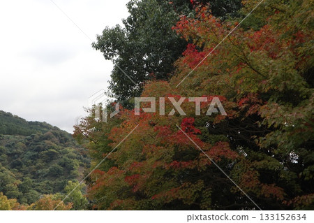 The beginning of autumn foliage at Daimonji Temple in Osaka 133152634