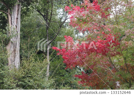 大阪大文字寺秋葉初現 133152646