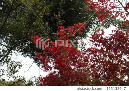 The beginning of autumn foliage at Daimonji Temple in Osaka The beginning of autumn foliage at Daimonji Temple in Osaka 133152647