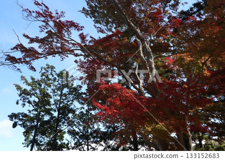 The beginning of autumn foliage at Daimonji Temple in Osaka 133152683