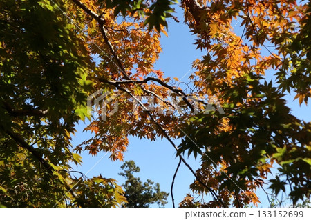 The beginning of autumn foliage at Daimonji Temple in Osaka The beginning of autumn foliage at Daimonji Temple in Osaka 133152699