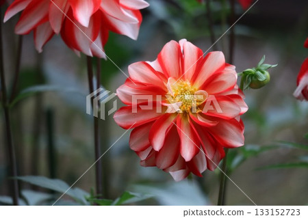 大麗花開得真美。 133152723