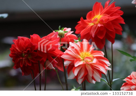 The dahlias are blooming beautifully. 133152738