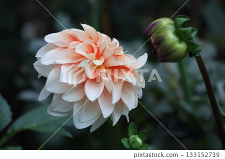 The dahlias are blooming beautifully. 133152739