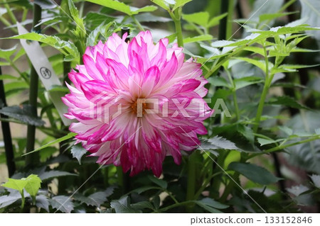 The dahlias are blooming beautifully. The dahlias are blooming beautifully. 133152846