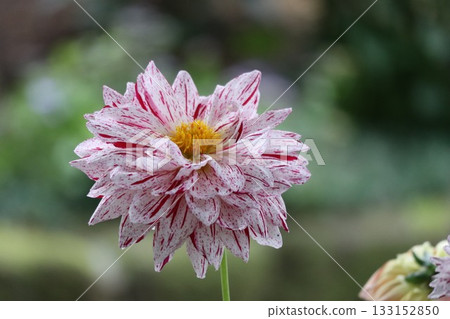 The dahlias are blooming beautifully. The dahlias are blooming beautifully. 133152850