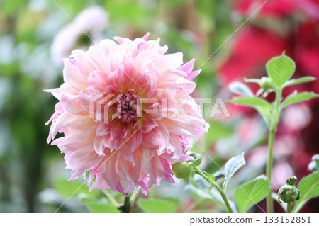 The dahlias are blooming beautifully. 133152851