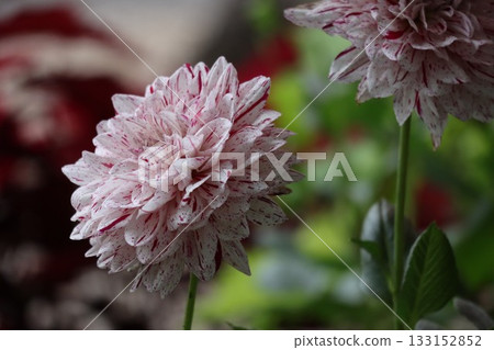 The dahlias are blooming beautifully. The dahlias are blooming beautifully. 133152852