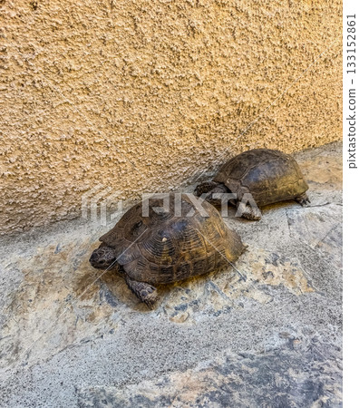 Close-up of two tortoises moving slowly along a stone path by a wall. High quality photo 133152861