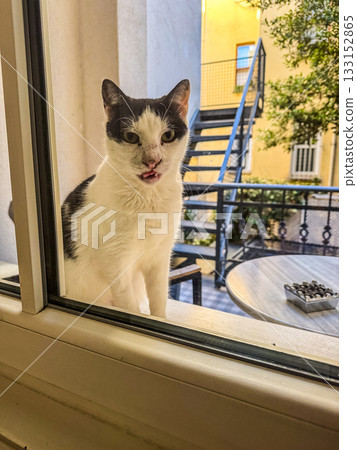 A close-up of a black and white cat sitting outside a window, gazing inside with curiosity. Perfect for pet, lifestyle, or domestic themes. High quality photo 133152865