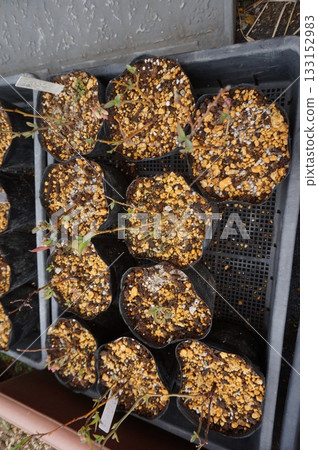 blueberry cuttings 133152983