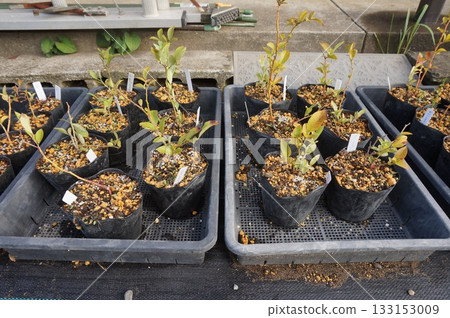 藍莓插條 藍莓插條 133153009