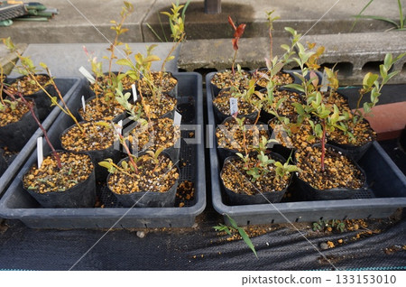 藍莓插條 133153010