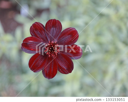 巧克力波斯菊開得真美。 巧克力波斯菊開得真美。 133153051
