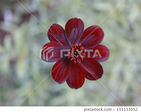 The chocolate cosmos are blooming beautifully. The chocolate cosmos are blooming beautifully. 133153052