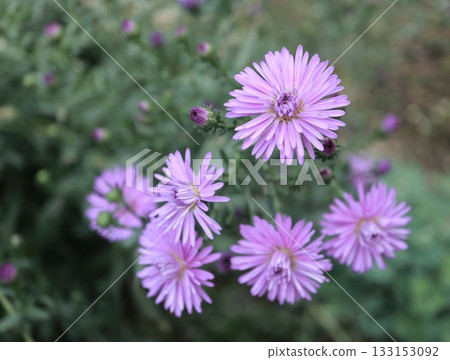 孔雀花開得真美。 133153092